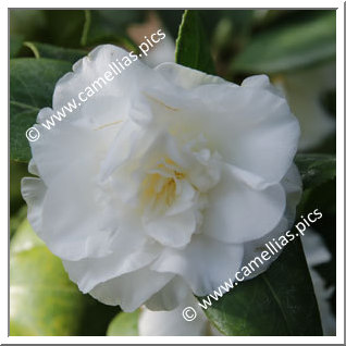 Camellia Japonica 'Merrillees'