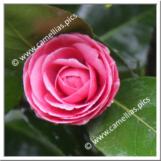 Camellia Japonica 'Metallica'