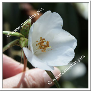 Camellia Hybrid 'Michael'