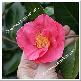 Camellia Japonica 'Michel Lis'