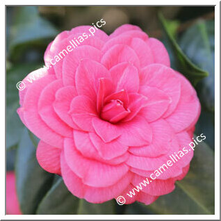 Camellia Japonica 'Michelangelo'