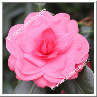 Camellia Japonica 'Michelangelo'