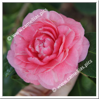 Camellia Japonica 'Middlemist's Red'