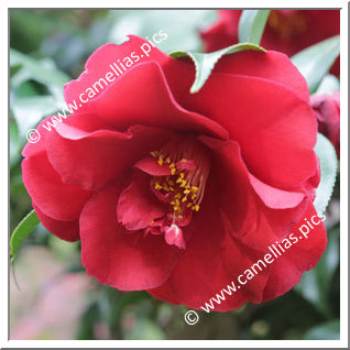 Camellia Japonica 'Midnight'