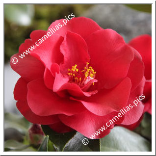 Camellia Japonica 'Midnight'