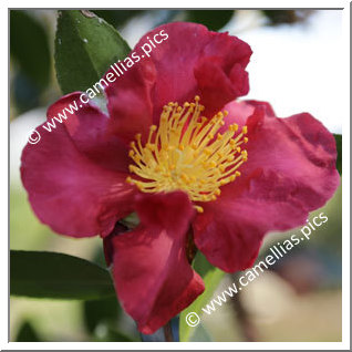 Camellia Sasanqua 'Midnight Lover'