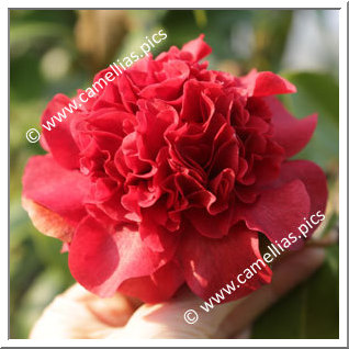 Camellia Japonica 'Midnight Magic'