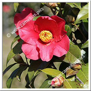 Camellia Japonica 'Midnight Serenade'