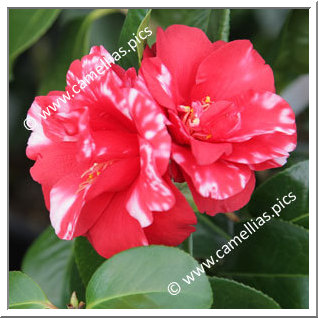 Camellia Japonica 'Midnight Variegated'