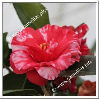 Camellia Japonica 'Midnight Variegated'