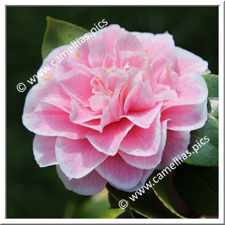 Camellia Japonica 'The Mikado '