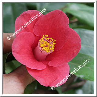 Camellia Japonica 'Mikawa-unryû '