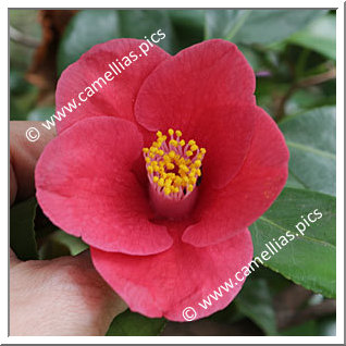 Camellia Japonica 'Mikawa-unryû '