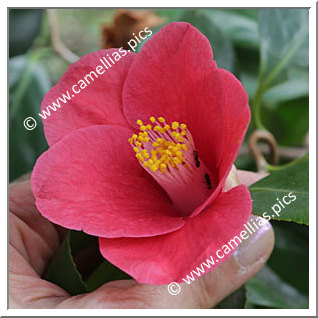 Camellia Japonica 'Mikawa-unryû '