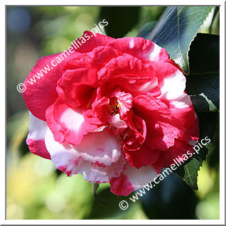 Camellia Japonica 'Mikenjaku'