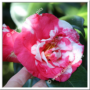 Camellia Japonica 'Mikenjaku'