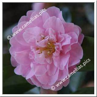 Camellia Hybrid C.x williamsii 'Mildred Veitch'