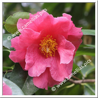 Camellia Hybride 'Milo Rowell'