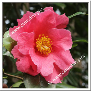 Camellia Hybride 'Milo Rowell'