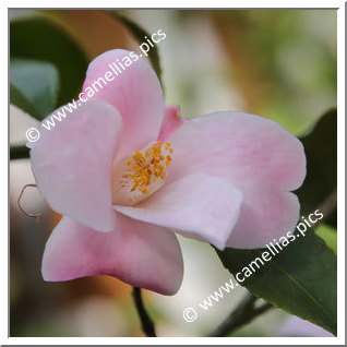 Camellia Hybrid 'Minato-no-akebono'