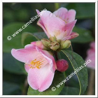 Camellia Hybrid 'Minato-no-akebono'