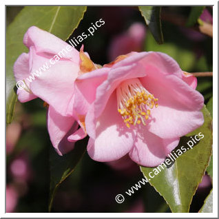 Camellia Hybride 'Minato-no-hana'