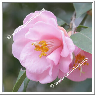 Camellia Hybrid 'Minato-no-hana'