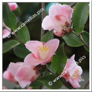 Camellia Hybride 'Minato-no-haru'