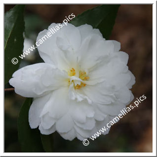 Camellia Sasanqua 'Mine-no-yuki'