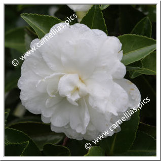 Camellia Sasanqua 'Mine-no-yuki'