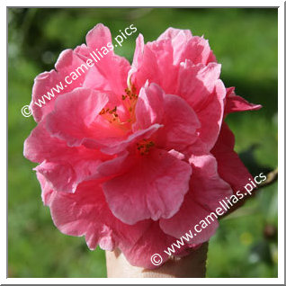 Camellia Reticulata 'Ming Temple'