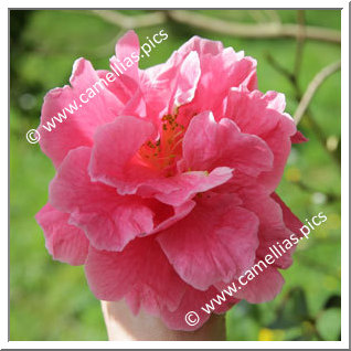 Camellia Reticulata 'Ming Temple'