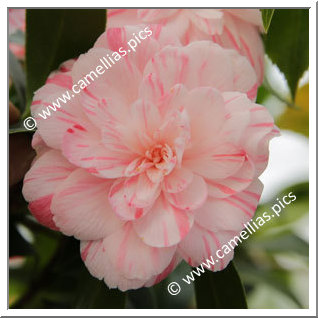 Camellia Hybride C.x williamsii 'Mini Mint '