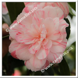 Camellia Hybrid C.x williamsii 'Mini Mint '