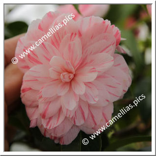 Camellia Hybrid C.x williamsii 'Mini Mint '