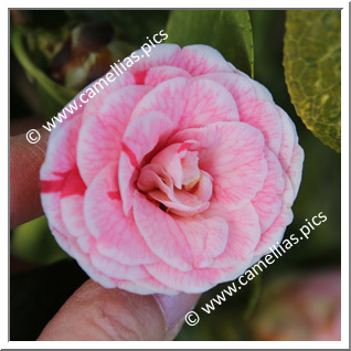 Camellia Japonica 'Mini Pep'