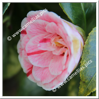 Camellia Japonica 'Mini Pep'