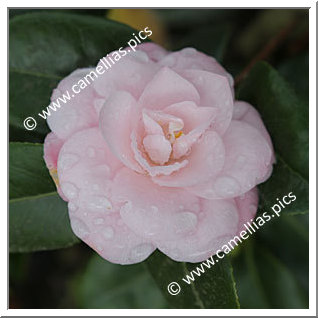 Camellia Japonica 'Mini Pink '