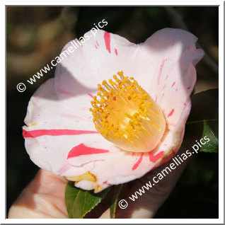 Camellia Japonica 'Minô-no-haru'