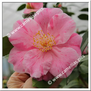 Camellia Hybrid 'Mino-no-kaori'