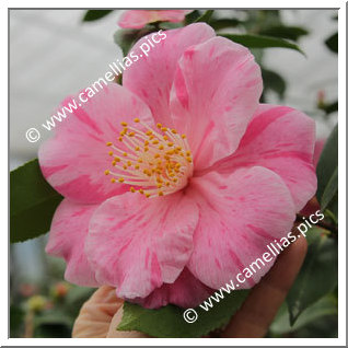 Camellia Hybrid 'Mino-no-kaori'