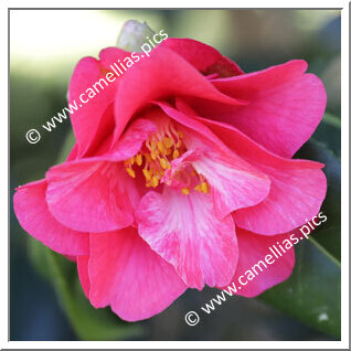 Camellia Hybride C.x williamsii 'Mirage'