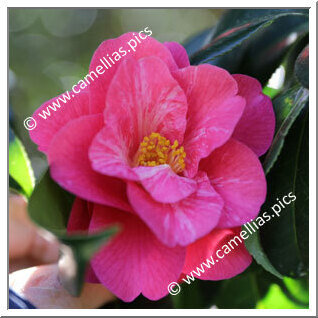 Camellia Hybride C.x williamsii 'Mirage'