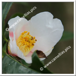 Camellia Wabisuke 'Mishô'