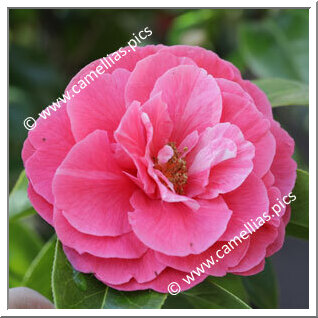 'Miss Rebecca'