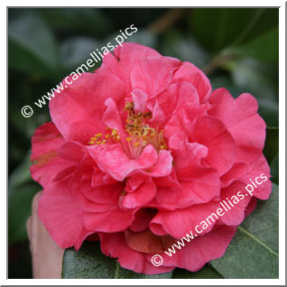 Camellia Reticulata 'Miss Tulare'