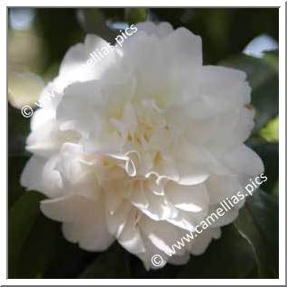 Camellia Japonica 'Miss Universe'