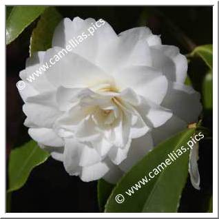 Camellia Japonica 'Miss Universe'