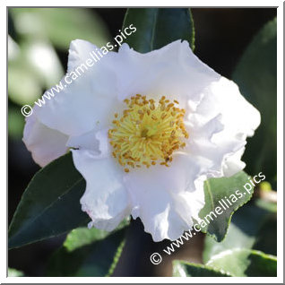 Camellia Sasanqua 'Misty Moon'