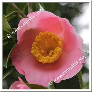 Camellia Japonica 'Mitono'